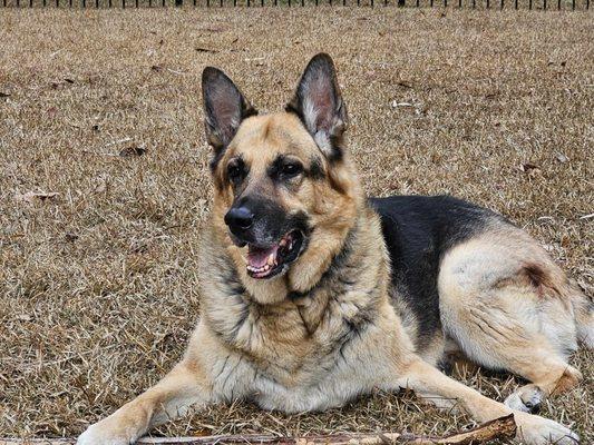 Palmetto Veterinary Hospital