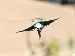 Anthem Stars and Chips