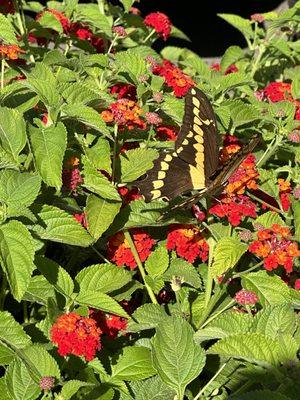 Swallowtail in the parking lot