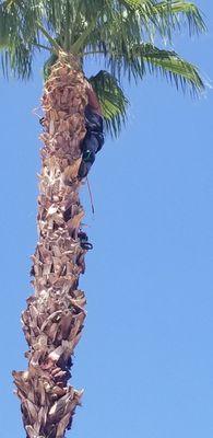 Koala Tree & Landscape