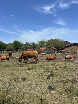 Westbury Farms Strawberries
