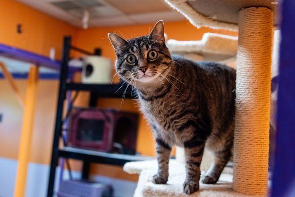 Pet Suite Retreat