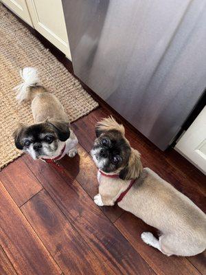 Brusarah Pet Grooming Salon