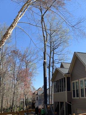 Southern Star Tree Service