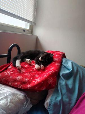 Tree House Humane Society