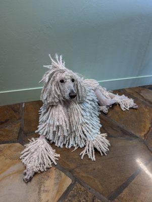 Corded poodle in a continental cut, lounging in the shop