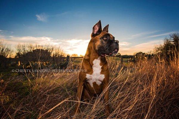 Christy Savarino Pet Photography