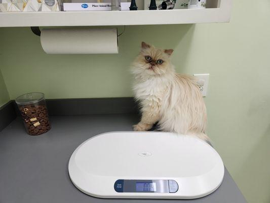 Gizmo at the vet