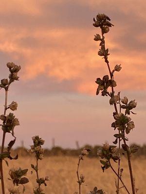 Mowdy Ranch Mustangs