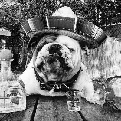 Alsea River Boarding Kennels