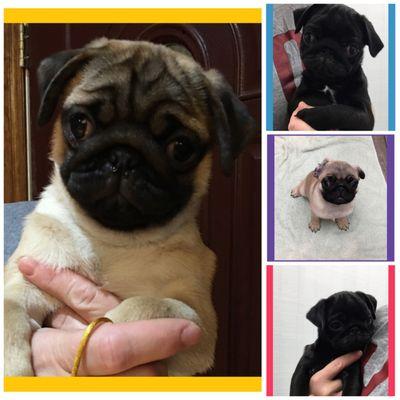 Pug puppies for sale. AKC registration fawn female and black male. Parents tested OFA, Davis Lab California. https://nataliespugsonbroadway.