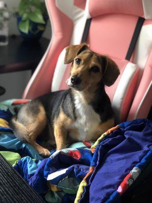 Congress Animal Hospital