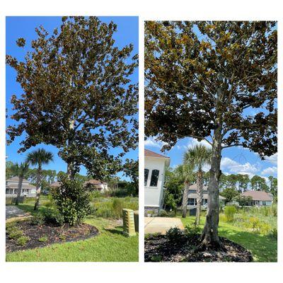 Braddock Bro’s Tree Care