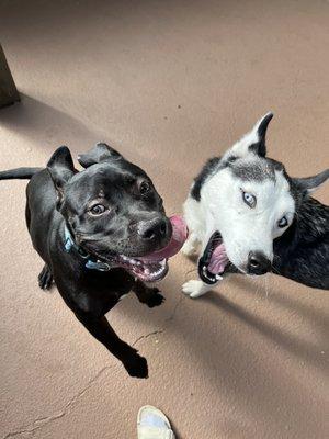 Tails On Trails Pet Sitting