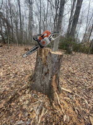 Saw Good Tree Service