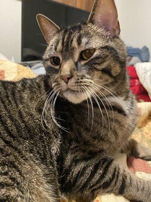 Nickel City Animal Hospital