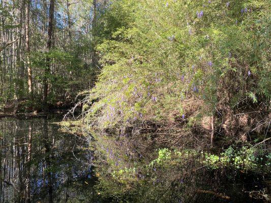 Okefenokee Swamp Park