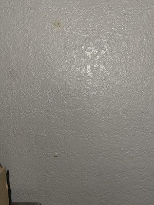 This is another one of those disgusting spots on the wall that we can't figure out if it's a smashed bug a flicked booger.