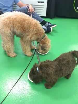 Ice cream social today!!