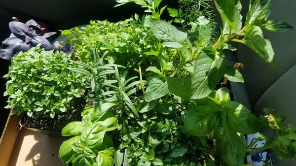 Town's Edge Greenhouse