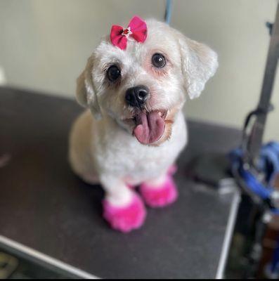 OnePupTwoPup Dog Grooming