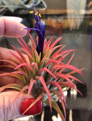 Our Air Plants are blooming!