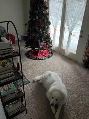 Snow last Christmas!! Still does NOT GET ALONG WITH OTHER ANIMALS!!!!