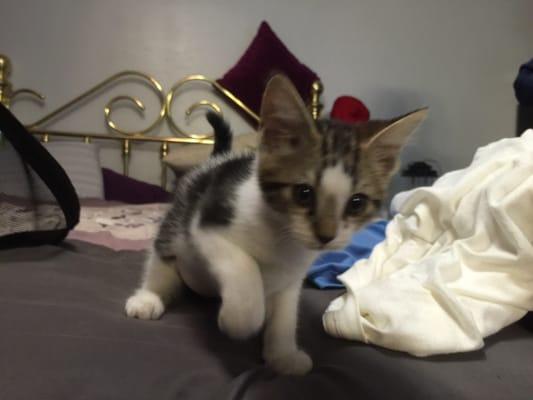 Airport Rd Animal Clinic