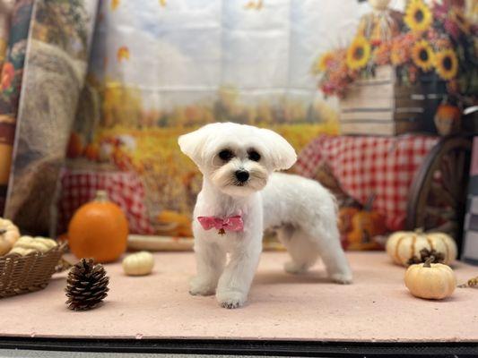 Lovely Dog Beauty Salon