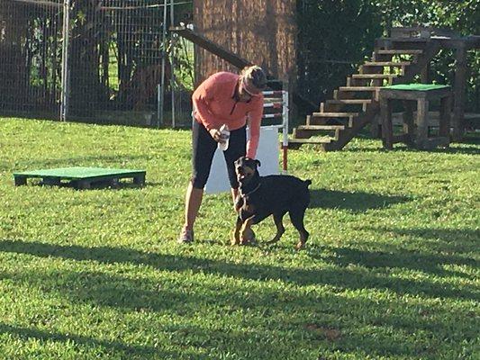 The Dog Training Clinic, LLC