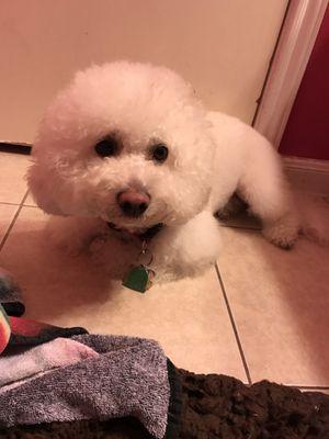 Pet's Paw's & Beyond Grooming Salon