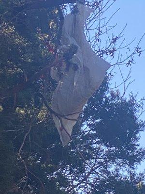 Trash bag hanging from a tree
