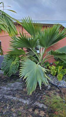 D'asign Source Botanicals