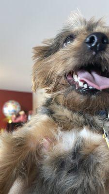 Chichi happy & smiling with his cleaned teeth