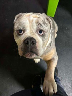 Central Bark Doggy Day Care