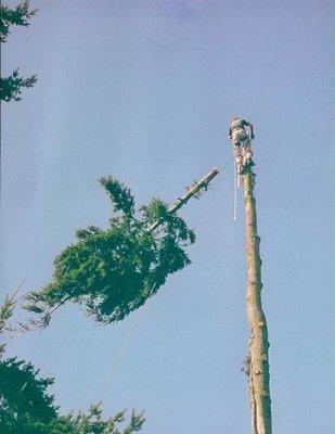 Top Cut Tree Service