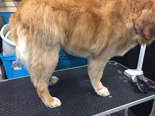 Doggie Doo’s by Danielle