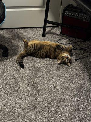 Livewell Animal Urgent Care of Pleasant Grove