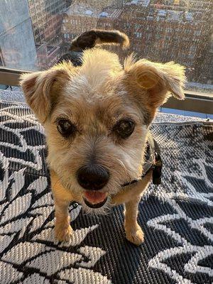 Daisy looking good after her first visit to her new spa!!!!