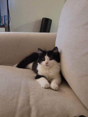 Feline Underground Network