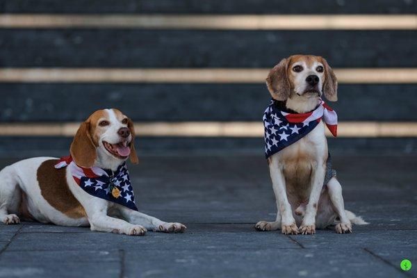 M&M Bedbug Inspectors