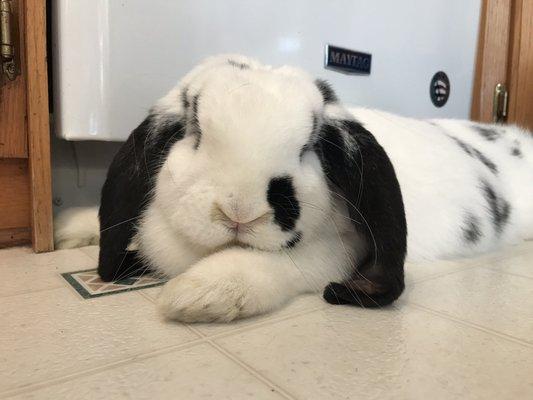 Dr Mark is great with rabbits!