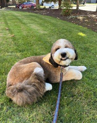 Coco smiling after her grooming!
