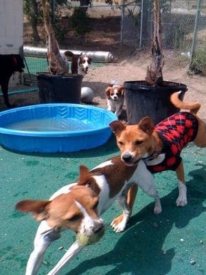 Early Morning Game of Chase is a tradition among energetic Guests