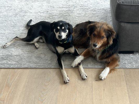 K. Pampel Mobile Ultrasound