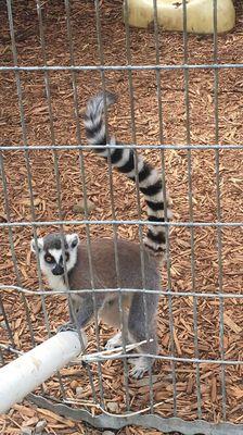Critter Country Animal Farm
