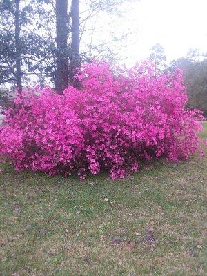 Brandon's Home Nursery & The Quilt Shack