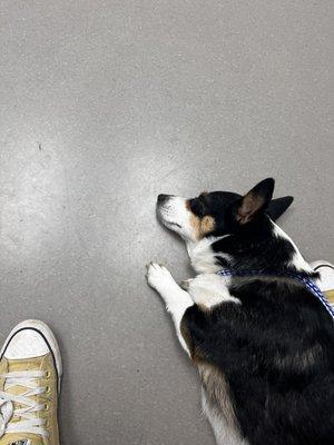 My sick dog sleeping on the floor waiting to be seen by the doctor