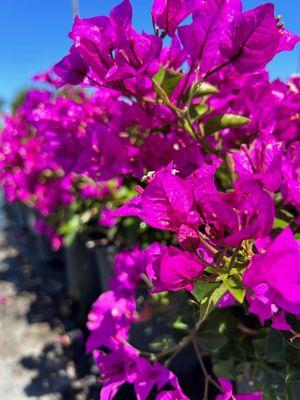 Bolsa Wholesale Nursery