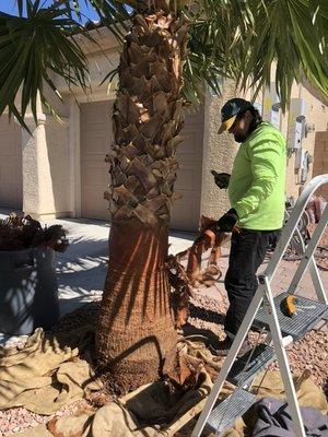 Skinning a Mexican Fan palm